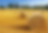 Pile of Hay
